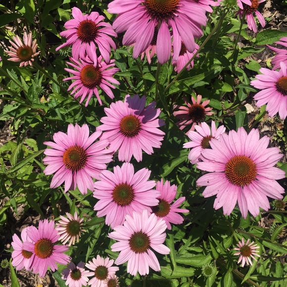 Meet Your Posher - Picture 3 of 4